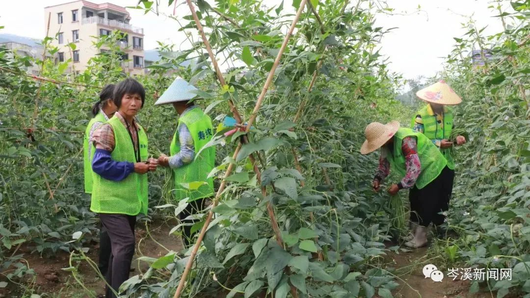 豆角种植技巧_豆角种植技术及视频_地豆角种植技术