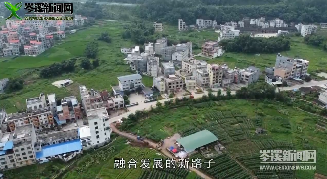 豆角种植技术及视频_地豆角种植技术_豆角种植技巧
