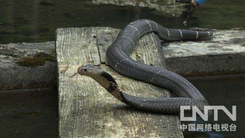 致富经47亿蛇毒视频_致富经毒蛇_cctv7.com致富经蛇