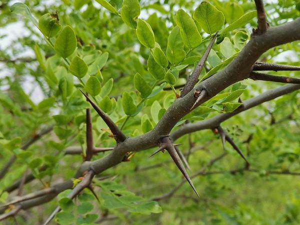 中药材种植致富经_致富中药种植方子是什么_中药种植致富方子