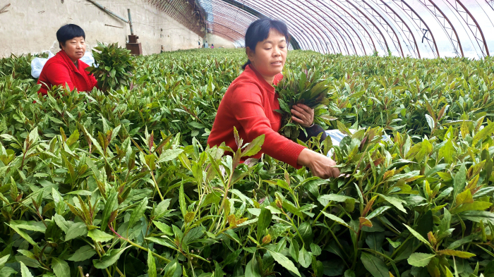1月17日，在察布查尔镇安定村蔬菜种植基地大棚里，菜农忙着采摘订单购买的血皮菜。华岩明摄