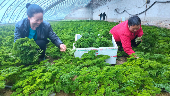 1月17日，在察布查尔镇安定村蔬菜种植基地大棚里，菜农正忙着采摘绿叶茂盛的法香。华岩明摄