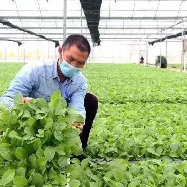 烟叶种植政府补贴吗_烟叶种植致富标兵_致富标兵评选推选事迹