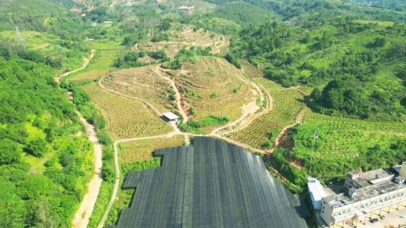 罗定市陈皮柑与兰花产业种植科普教育基地：走好特色农业发展路 推动农业增效农民增收