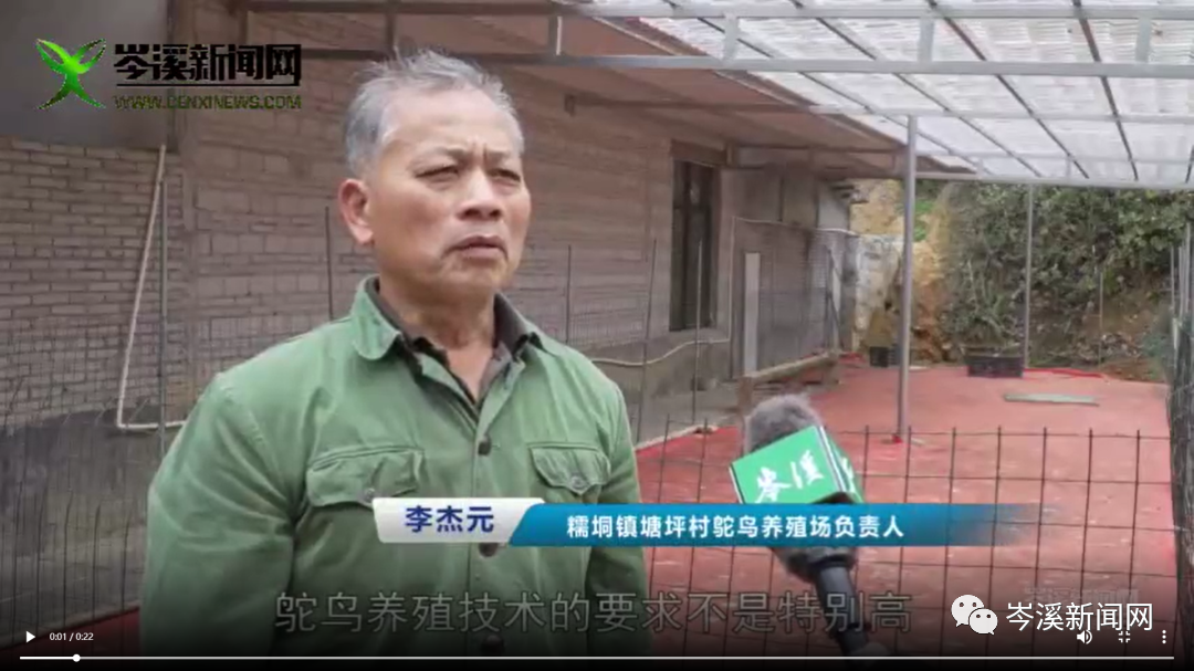 养殖驼鸟致富_致富养殖驼鸟视频_致富养殖驼鸟怎么样