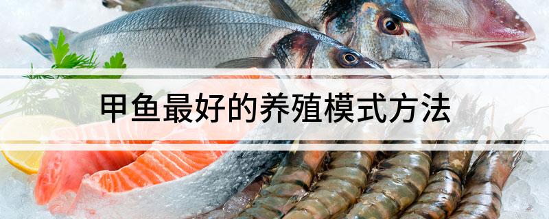稻田养甲鱼养殖现状_视频养殖稻田养甲鱼技术教程_稻田养甲鱼养殖技术视频