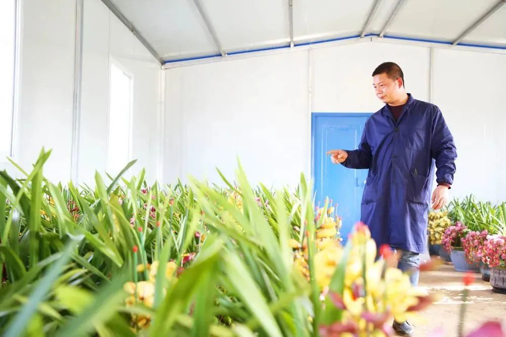 兰花致富经_兰花种植致富经_致富兰花种植方法
