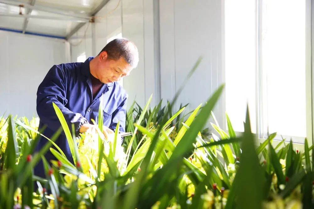 兰花致富经_兰花种植致富经_致富兰花种植方法