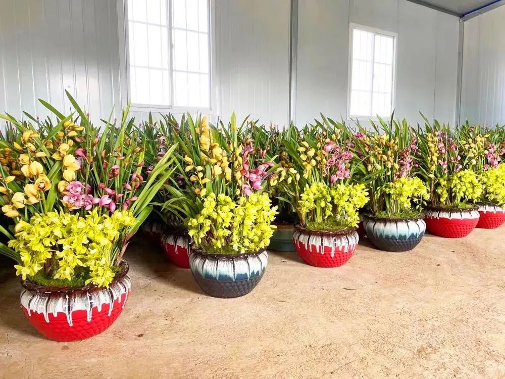 兰花种植致富经_致富兰花种植方法_兰花致富经