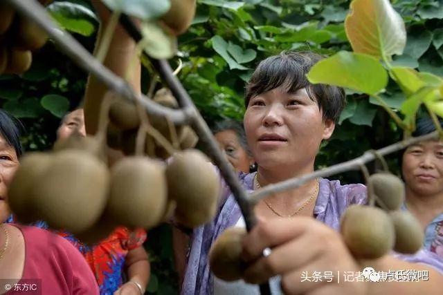烟叶种植时间_烟叶哪里种植的多_烟叶种植致富标兵