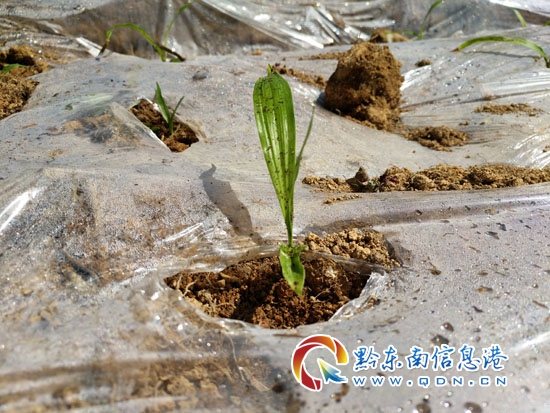 种植致富经_萆薢种植致富_种植致富宝典