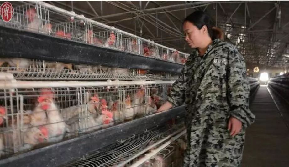 农广天地绿壳蛋鸡养殖视频_养殖绿壳蛋鸡前景如何_广西绿壳蛋鸡养殖技术