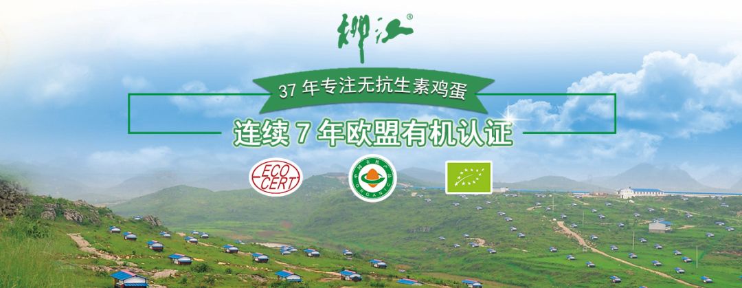农广天地绿壳蛋鸡养殖视频_养殖绿壳蛋鸡前景如何_广西绿壳蛋鸡养殖技术