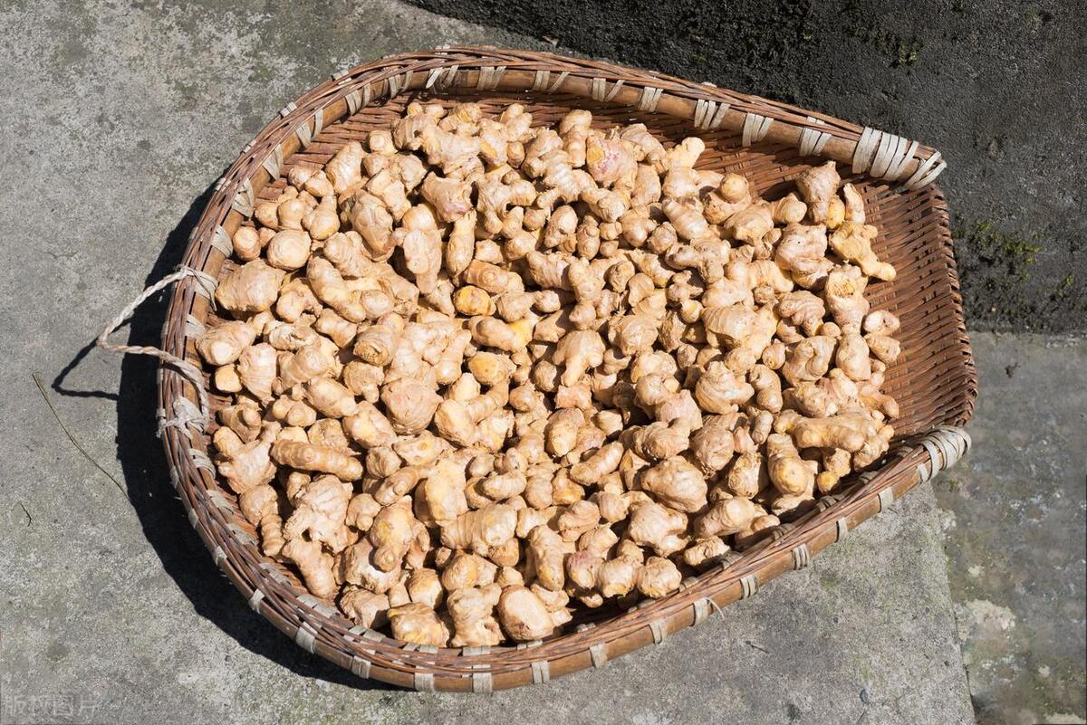 黑姜种植技术视频_种姜新技术_黑姜种植技术