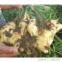 黑姜种植技术视频_种姜新技术_黑姜种植技术
