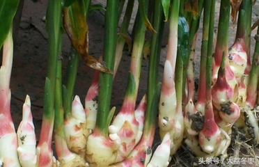 种姜新技术_黑姜种植技术_黑姜种植技术视频