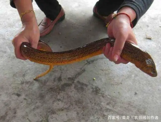 养殖黄鳝鱼需要哪些技术？养殖一亩能赚多少钱