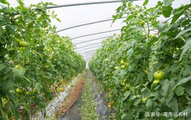 番茄种植管理技术要点_番茄的种植技术与管理_番茄种植管理技术视频