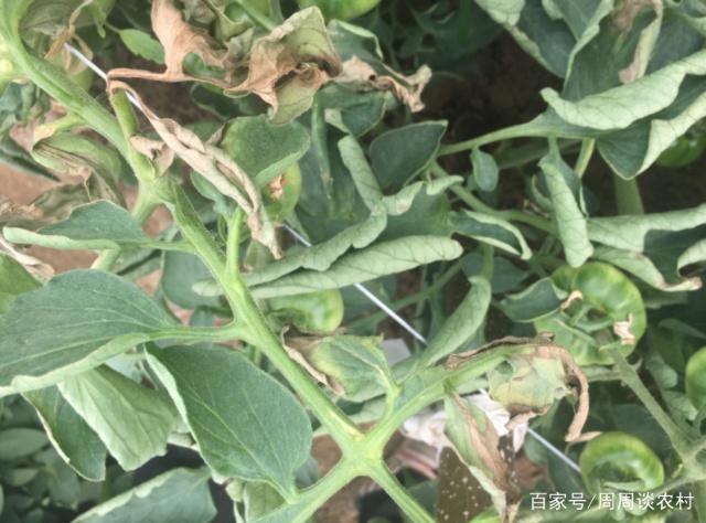 番茄种植管理技术要点_番茄种植管理技术视频_番茄的种植技术与管理