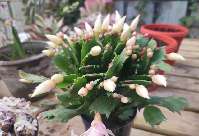 花卉种植技术视频教程_花卉种植技术培训_种植花卉技术