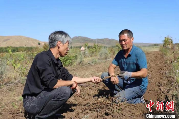 图为突泉县农民在中草药田中查看药材长势。　曾令刚 摄