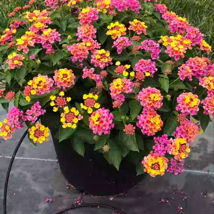 种植花卉技术_花卉种植技术大全_花卉种植技术培训基地