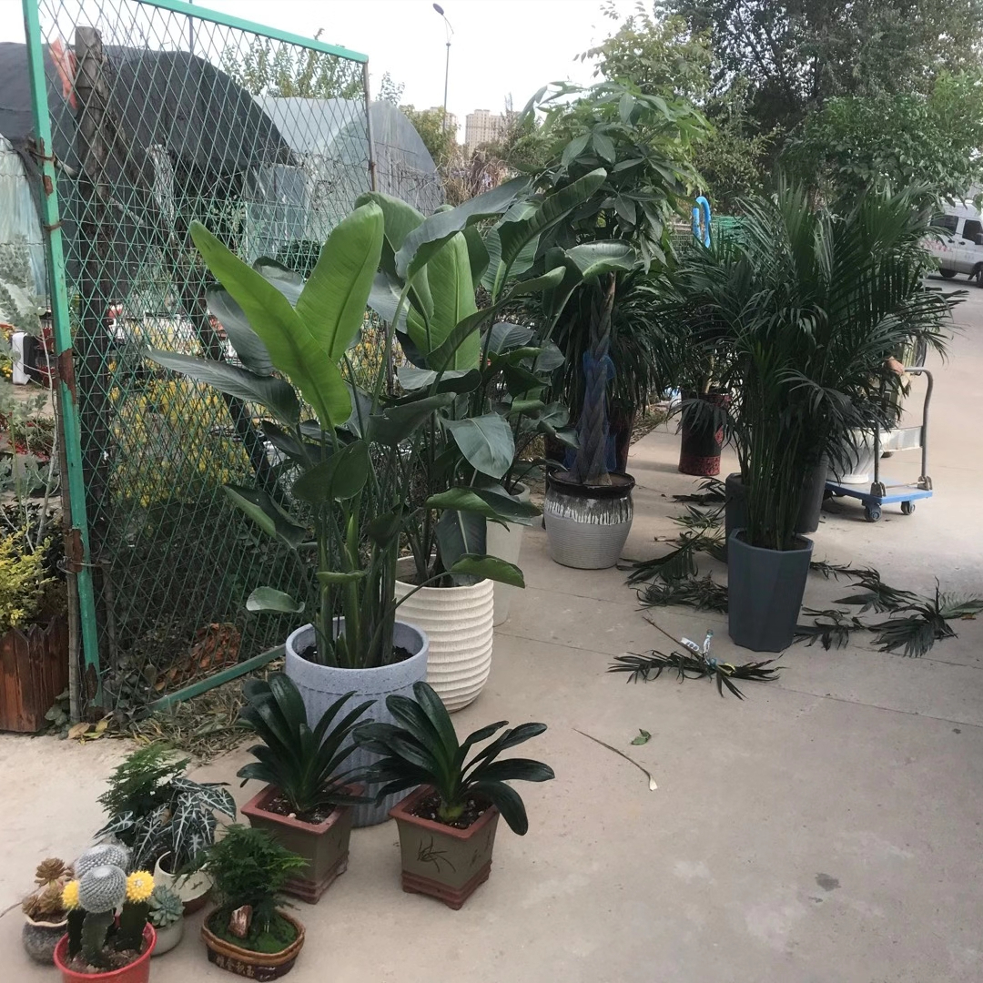 花卉种植技术培训基地_种植花卉技术_花卉种植技术大全