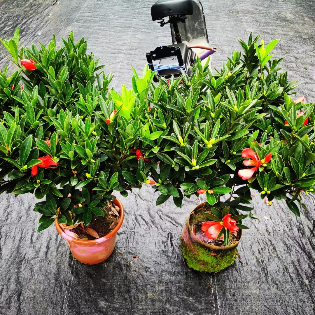 花卉种植技术培训基地_花卉种植技术大全_种植花卉技术