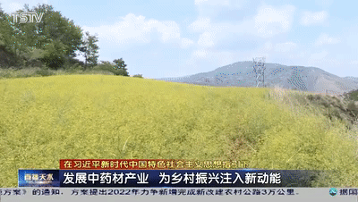 中药山丹是什么药_山丹中药别名_山丹中药种植致富