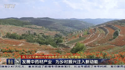 山丹中药别名_中药山丹是什么药_山丹中药种植致富