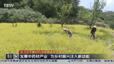 中药山丹是什么药_山丹中药种植致富_山丹中药别名