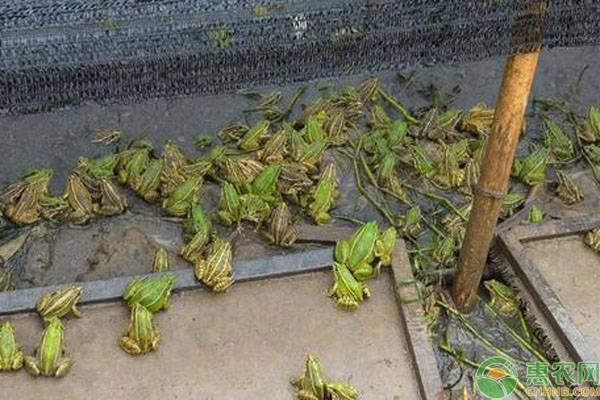 牛蛙养殖温度保持多少度合适?