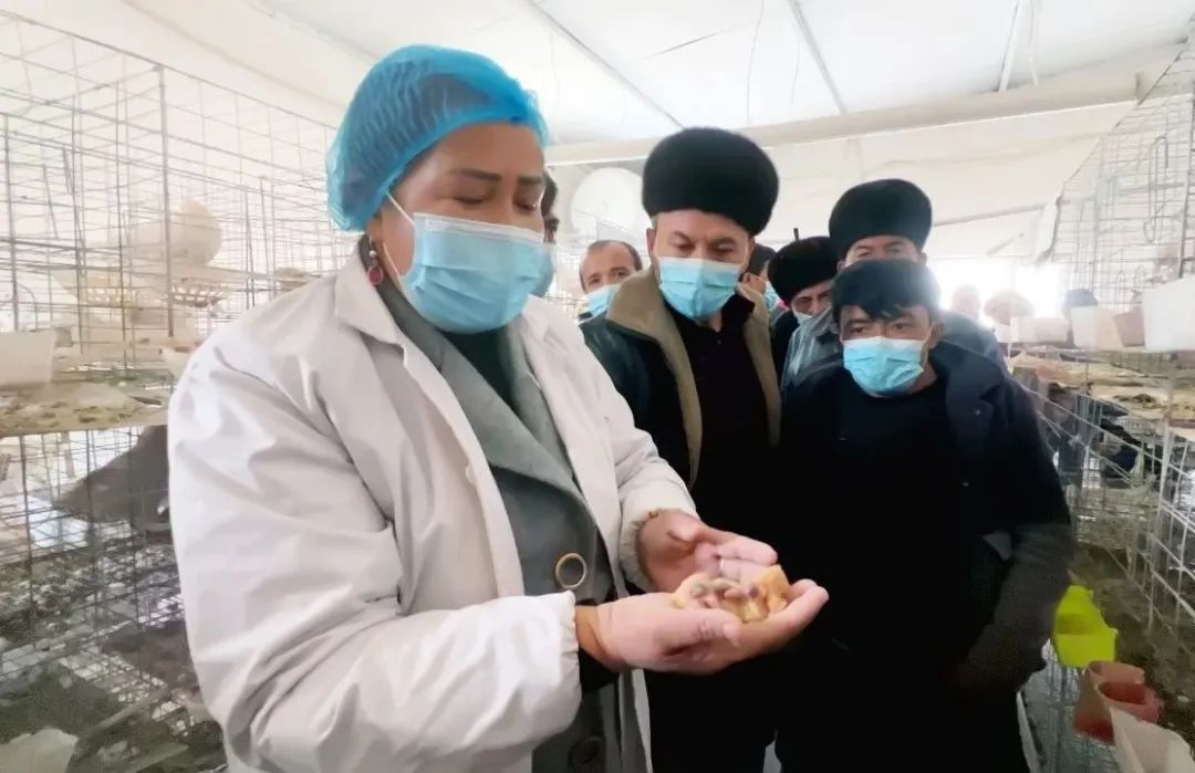 怎样学好肉鸽养殖技术_肉鸽养殖肉鸽养殖_养殖肉鸽的前景如何