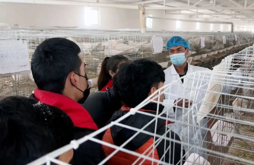 养殖肉鸽的前景如何_肉鸽养殖肉鸽养殖_怎样学好肉鸽养殖技术