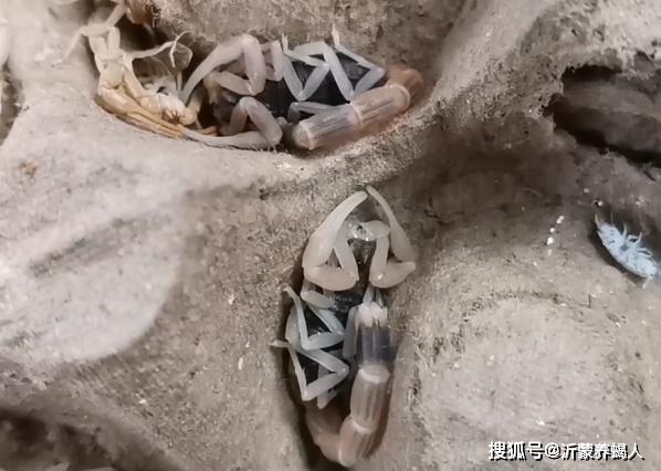 蝎子养殖技术完整版_蝎子养殖关键技术有哪些_蝎子养殖关键技术