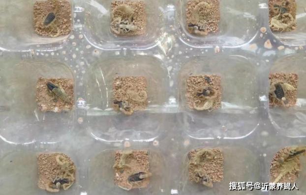 蝎子养殖技术完整版_蝎子养殖关键技术有哪些_蝎子养殖关键技术