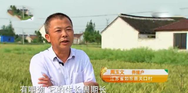 2019年致富经养鸡视频_cctv 致富经养鸡_致富养鸡好段