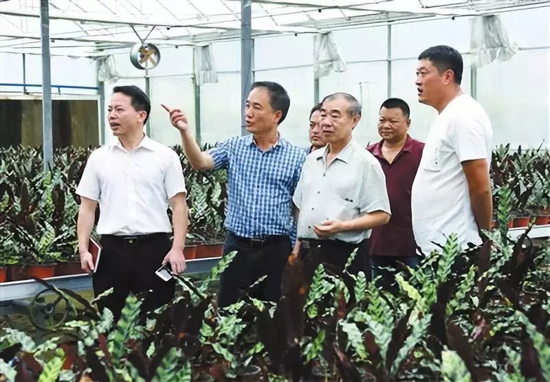 种植竹荪赚钱吗_竹荪种植前景与效益_种植竹荪致富纪实