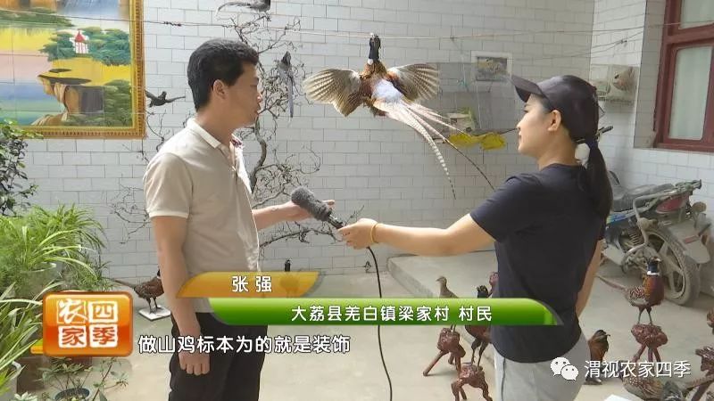 养乌龟致富_养乌龟致富经_致富经乌龟