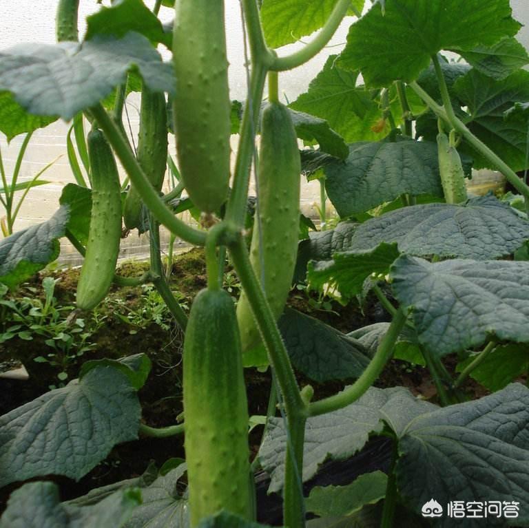 大棚秋香瓜种植技术_大棚种植秋香瓜技术要点_大棚春季香瓜种植技术