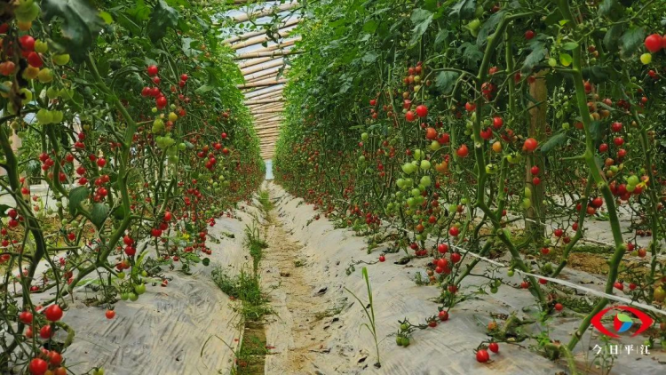 千禧果种苗_种植千禧果的经济效益_千禧果种植技术