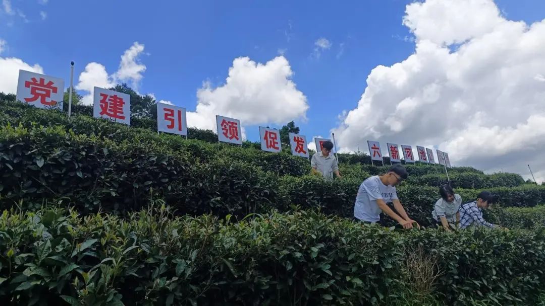 致富经丝瓜种植技术_种植丝瓜技术要点_种植丝瓜的技术