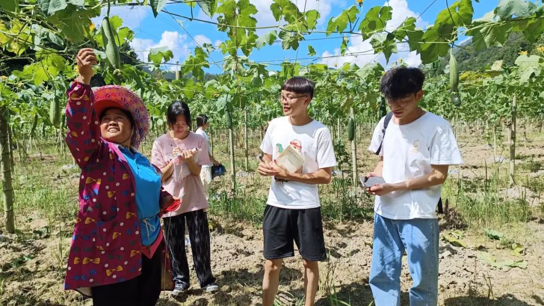 致富经丝瓜种植技术_种植丝瓜的技术_种植丝瓜技术要点