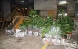 室内种植什么赚钱_室内种植致富的_室内种植商机