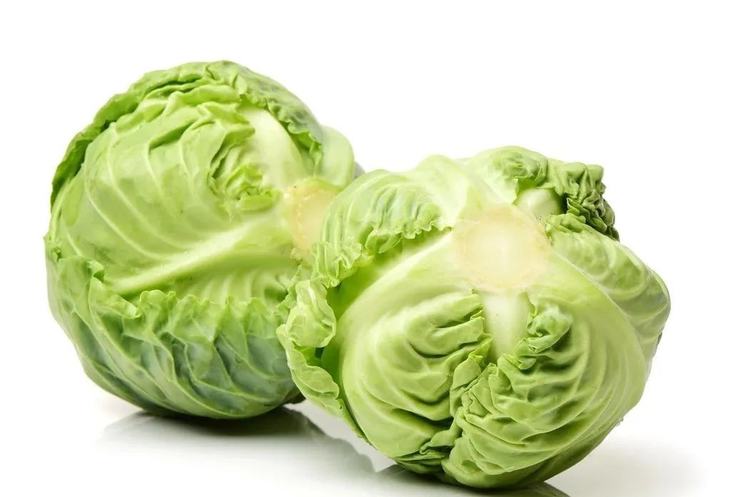 越冬包菜田间管理_包菜越冬种植技术_越冬种植包菜技术视频