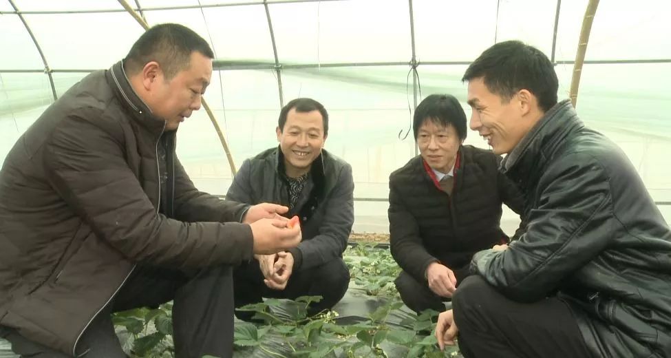 越冬种植包菜技术要点_越冬种植包菜技术与管理_包菜越冬种植技术