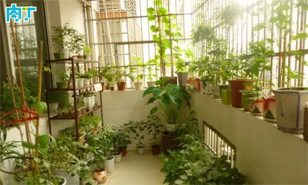 育芹菜苗用什么方法不死_育夏芹菜种植技术_育芹菜苗的方法