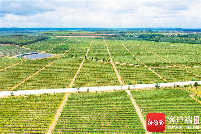 海南省养什么最赚钱_海南养殖业什么最赚钱农村_海南致富种植养殖