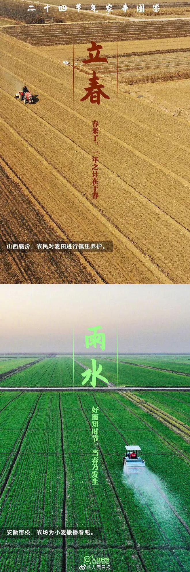 育夏芹菜种植技术_育芹菜苗用什么方法不死_育芹菜苗的方法