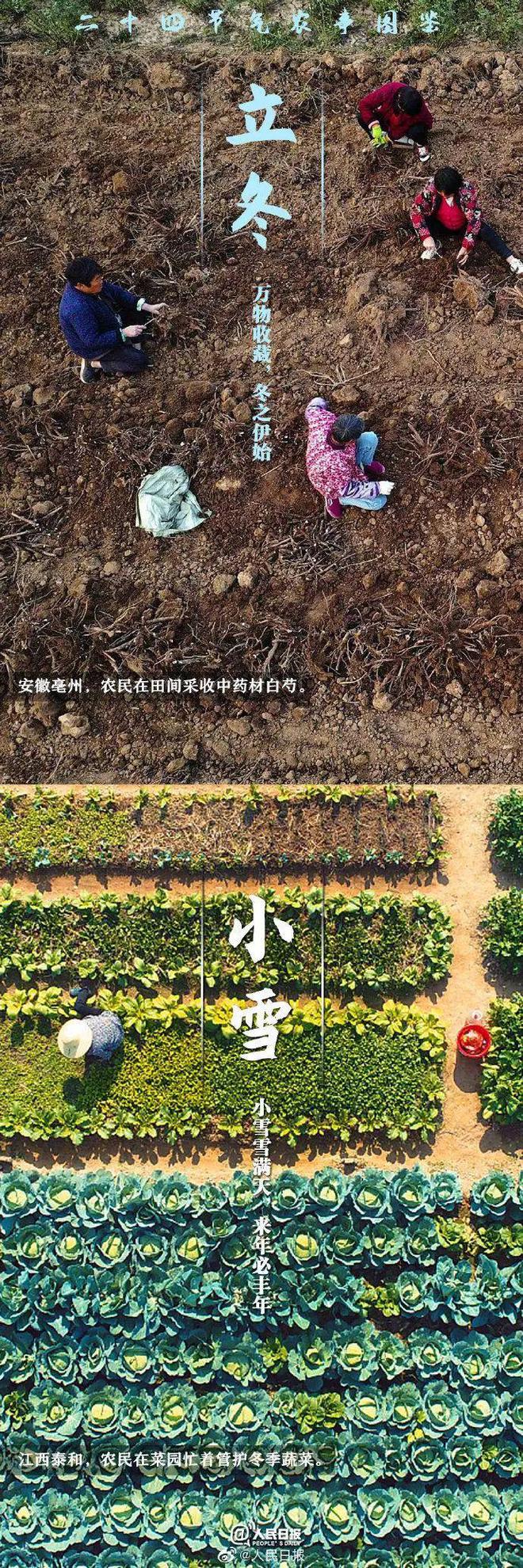 育芹菜苗用什么方法不死_育夏芹菜种植技术_育芹菜苗的方法